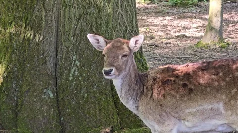 Curious fallow deer looking at the camera near a mossy tree trunk in a peac.. Stock Footage 342026506