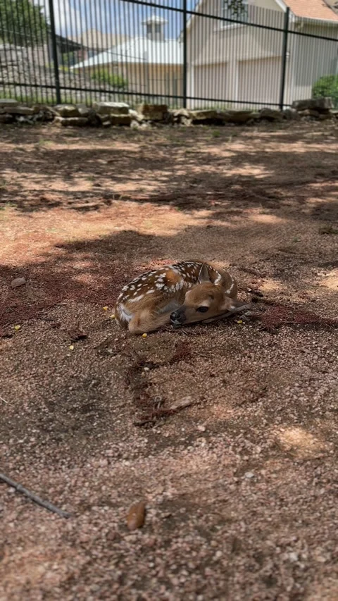 Curious fawn exploring shaded forest path on a sunny day Stock Footage 315524740