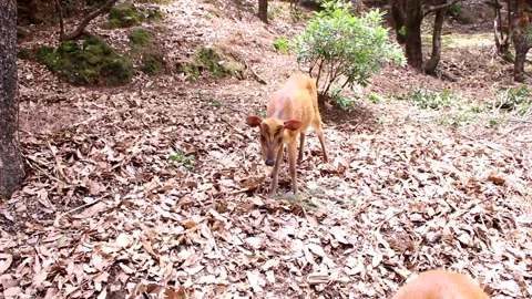 Curious Fawn in Forest 스톡 동영상 338233716