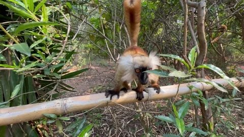 Curious female Black lemur  (Eulemur macaco) walking on a bamboo fence in 스톡 동영상 259952716
