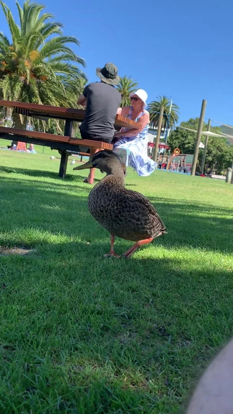 Curious Female Duck Stock Footage 143211503