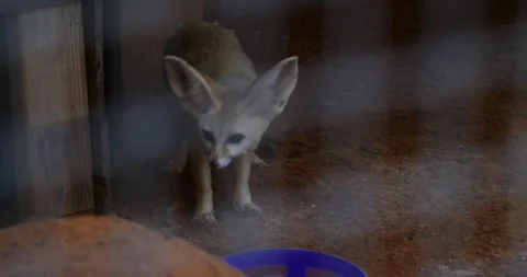 Curious Fennec Fox Resting in Desert Hole Stock Footage 247813152