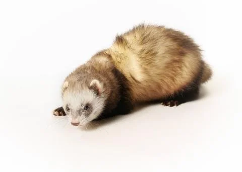 Curious ferret Stock Photos
