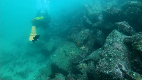 Curious Fish Aproaches to the Camera Underwater Stock Footage 129115728