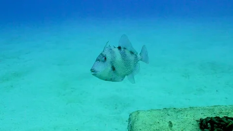 Curious Fish Stock Footage 124004764