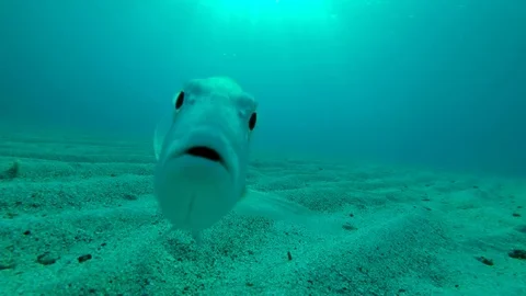 Curious fish poses for the camera looking into the lens. Selfies for fish Stock Footage 81610110