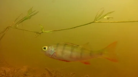 Curious Fish in River Water Closeup Video stock 103960124