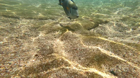 Curious fish swim and look into the camera lens. Lots of striped fish swimming Stock Footage 181521244