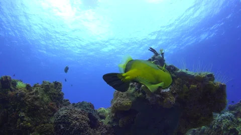 Curious Fish Swims Around Corals While The Sun Illuminates The Water Surface 4K Stock Footage 66547837