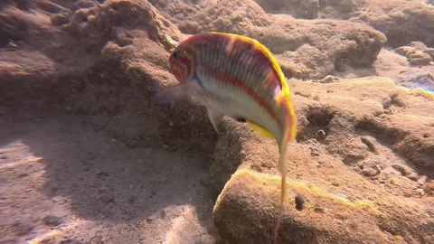 Curious fish swims through sunlit coral reef Stock Footage 293361207