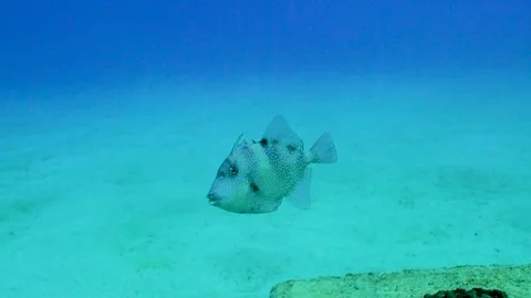 Curious Fish Turns and Looks at the Camera Underwater Stock Footage 124004766