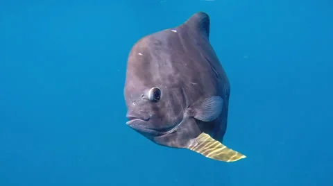 A curious fish underwater Video stock 48635345