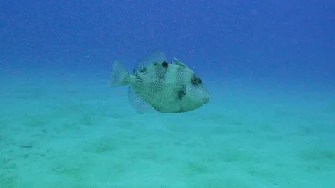 Curious Fish Underwater Stock Footage 124005874