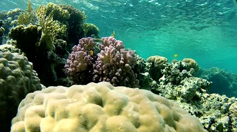 Curious fish.mp4 Stock Footage 57506984