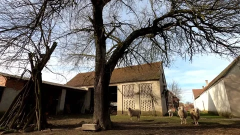 Curious flock of sheep in farmyard Stock Footage 135059450