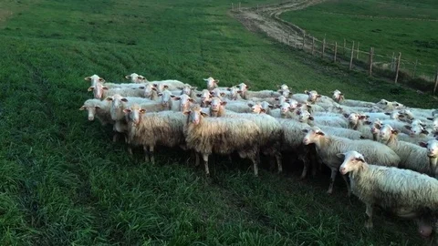 Curious Flock of Sheep looking in camera Stock Footage 75172519