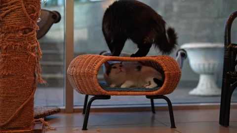 Curious fluffy black cat jumping and walking on modern wicker cat tree another Stock-Footage 342743546