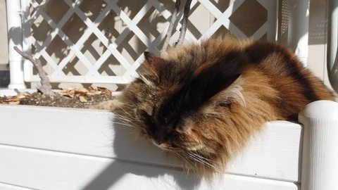 Curious fluffy cat looking down in the garden Vídeo Stock 126225899