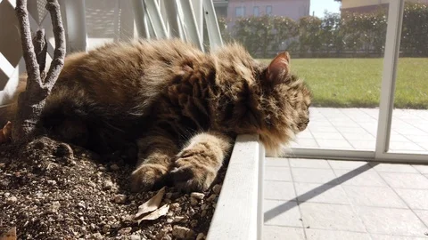 Curious fluffy cat looking in the garden, siberian pet Stock Footage 126225032