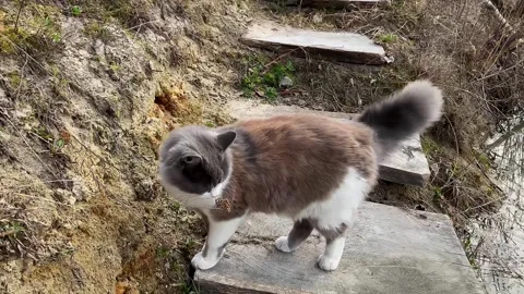 Curious fluffy grey and white cat sniffing a sandy hill and looking around .. Vídeos de archivo 333792763