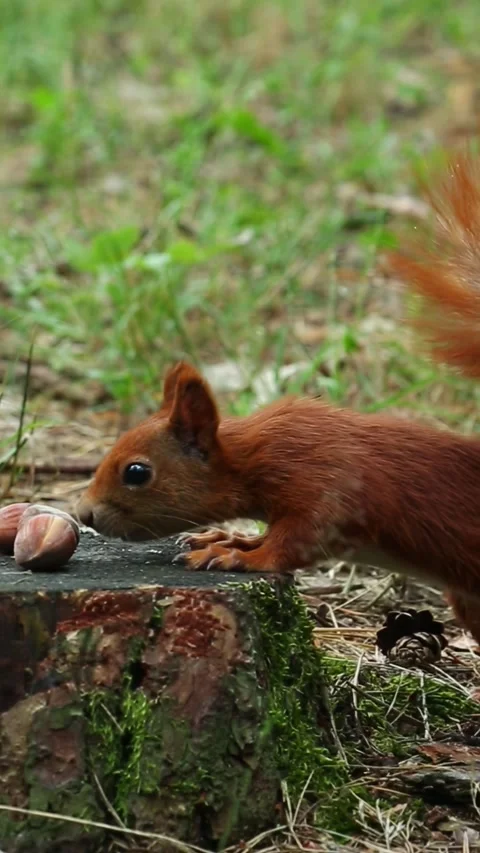 Curious fluffy squirrel runs to stump takes forest nut and escapes Video stock 313255685