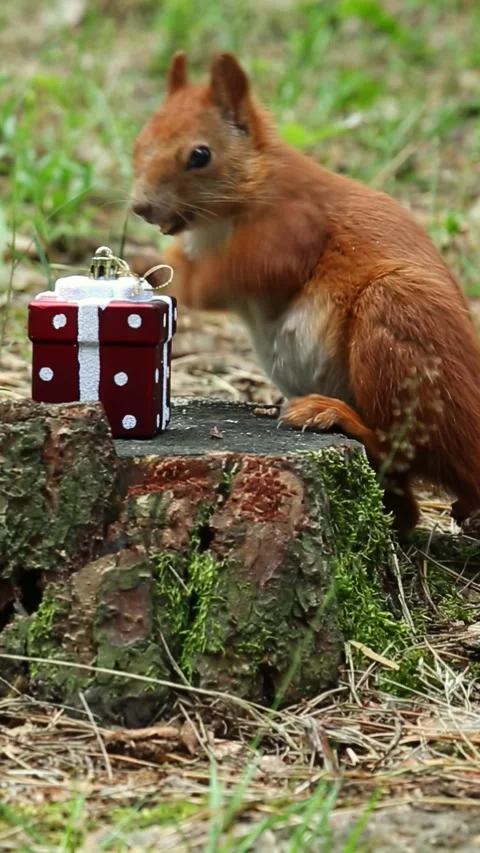 Curious fluffy squirrel sniffs gift box on forest stump Stock Footage 314266606