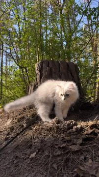 A curious fluffy white cat exploring the natural forest environment while Stock Photos