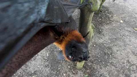 Curious flying fox. Stock Footage 102058574