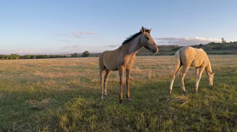 Curious foals grazing in a field at sunset Stock Footage 62494004