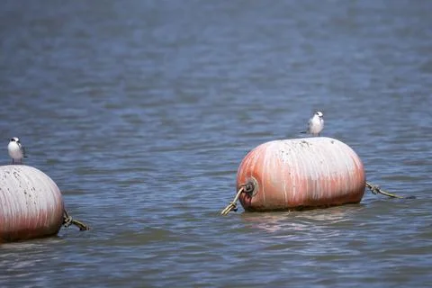 Curious Forster's Tern Stock Photos