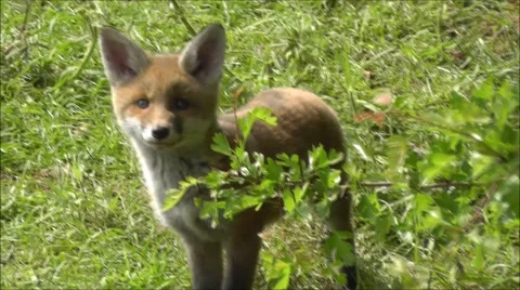 Curious fox cub Stock Footage 67358414
