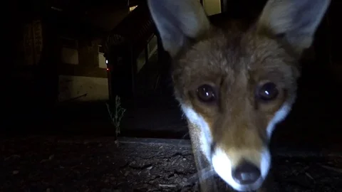 Curious fox discovers and sniffs camera Stock Footage 91233263
