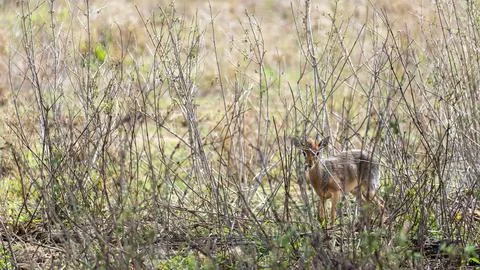 A Curious Fox Exploring Its Natural Habitat Among the Beautiful Scenery of Stock Photos