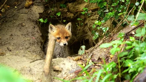 Curious Fox Kit Exploring Den Entrance – 4K Close-Up Stock-Footage 320170455