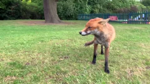 Curious fox in park Stock Footage 134884182