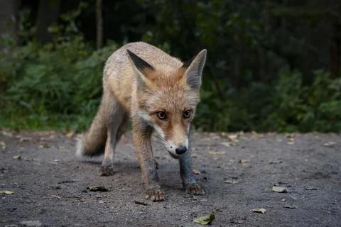 Curious fox Stock Photos