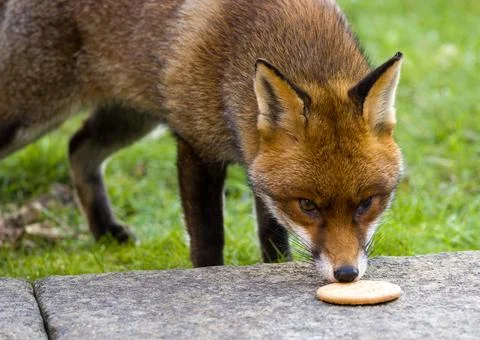 A Curious Fox Is Sniffing a Cookie Stock Photos