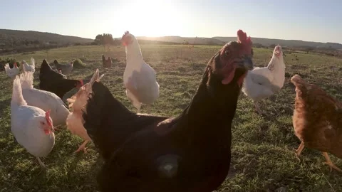 A Curious Free-Range Chicken Stock Footage 169812215