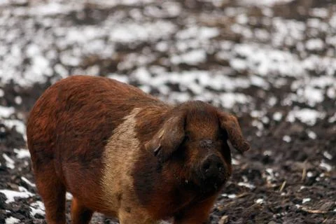 Curious Free Range Pig Looking at Camera in Snowy Field Foto stock