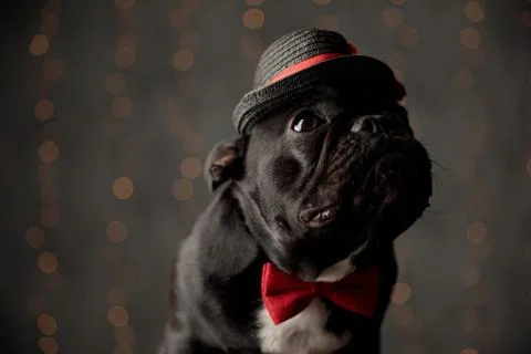 Curious french bulldog puppy wearing bowtie and hat looking up Stock Photos