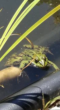 Curious  FROG Stock Photos