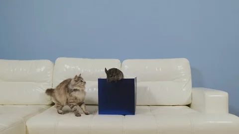 Curious funny cat playing with his furry friend chinchilla. Stock Footage 129591327