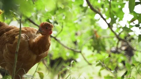 Curious Funny Chicken Looking at Camera 스톡 동영상 136176393
