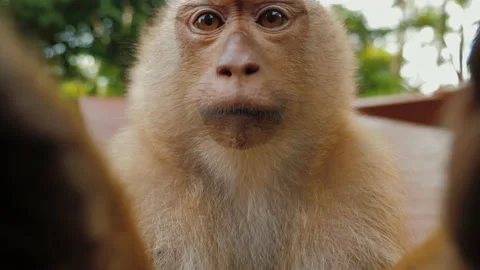 Curious funny monkey looking at camera, touch and try to taste it Stock Footage 169787584