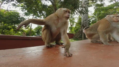 Curious funny monkey touch and hit camera, trying to take, Monkey Hill, Phuket Video stock 172349314