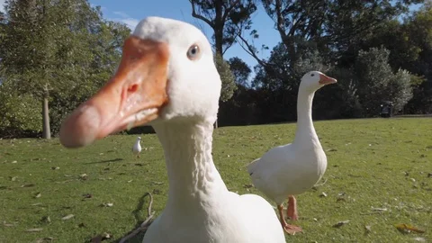 Curious geese Stock-Footage 113490139