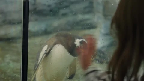 Curious gentoo penguin interacting with visitors behind glass window Stockbeeldmateriaal 344580932