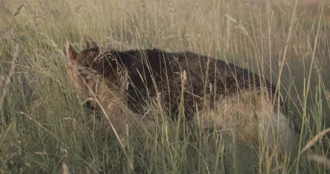Curious German Shepherd dog walking and sniffing in grass in beautiful nature Stockbeeldmateriaal 145487651