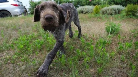 Curious german wirehaired pointer dog run after moving camera on grass in garden Stock Footage 304419123