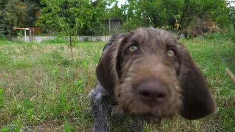 Curious german wirehaired pointer dog run after moving camera on grass in garden Stock Footage 304419221